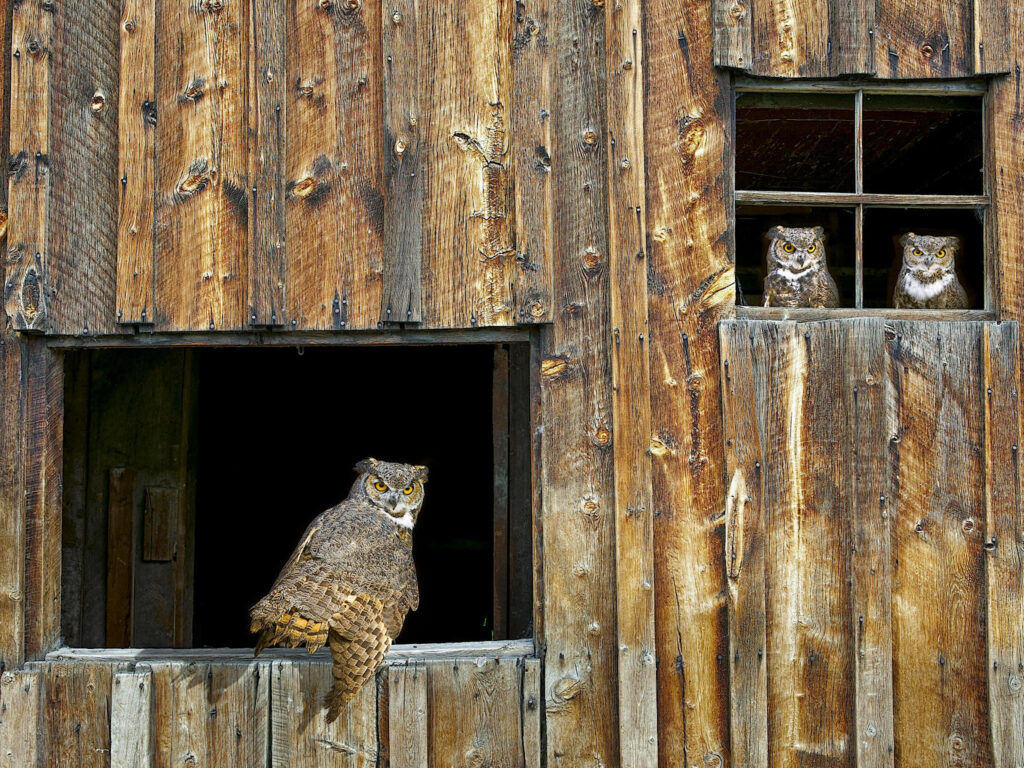 Great Horned Owls lookout wallpaper — three owls positioned in windows of weathered wooden barn, watching outward