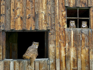 Great Horned Owls lookout wallpaper — three owls positioned in windows of weathered wooden barn, watching outward