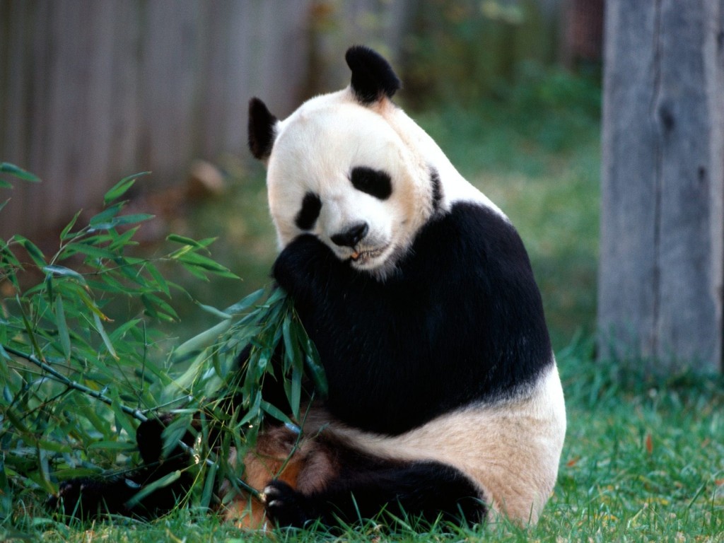 Panda Bear Eating bamboo Wallpaper captures a giant panda happily snacking in a grassy enclosure.