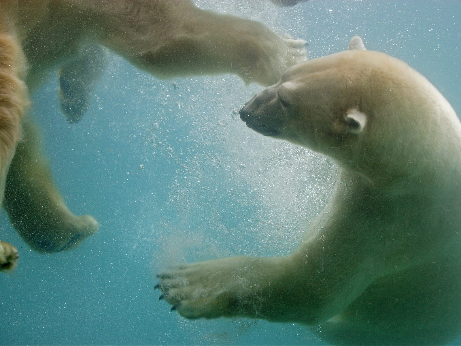 Polar Bear Underwater Wallpaper shows two bears gliding through clear water at Point Defiance Zoo, Washington.