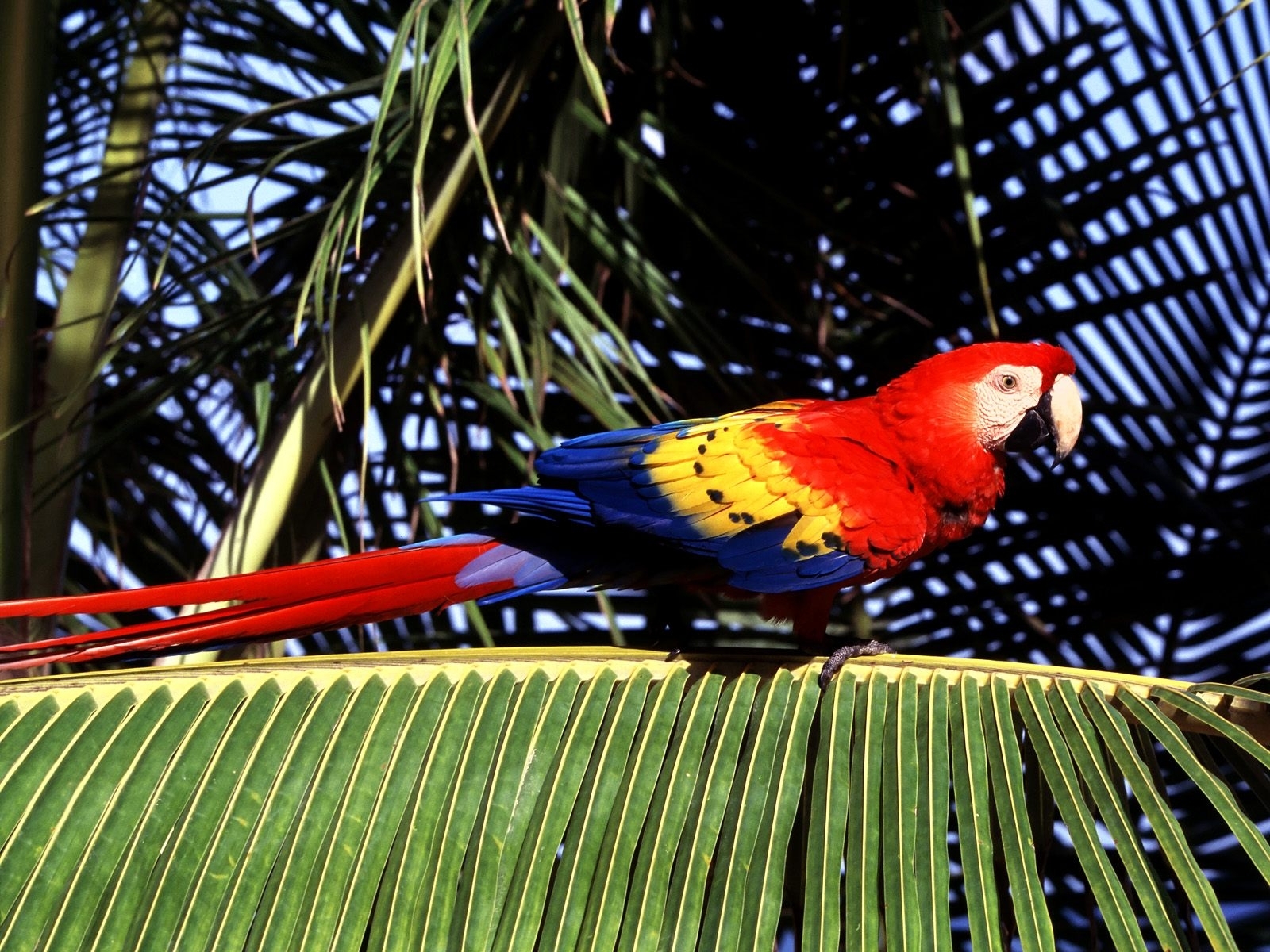 Scarlet Macaw Wallpaper featuring a colorful red, yellow, and blue parrot perched in a tropical setting