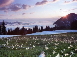 Washington Landscape Wallpaper