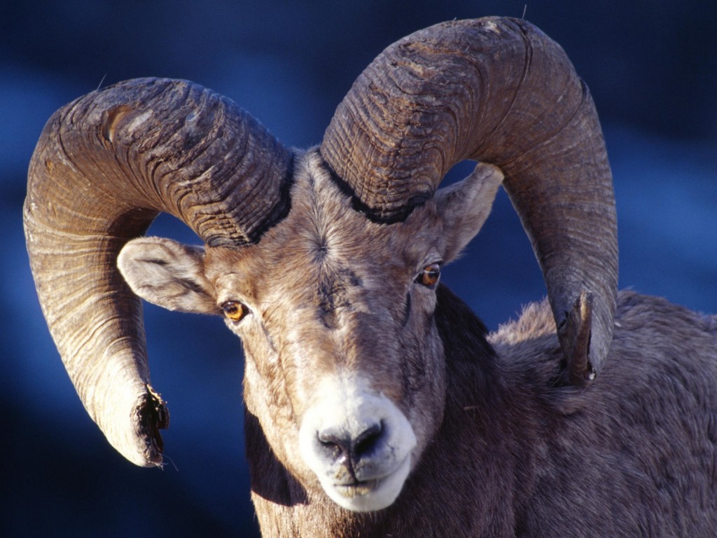desert-bighorn-sheep-wallpaper