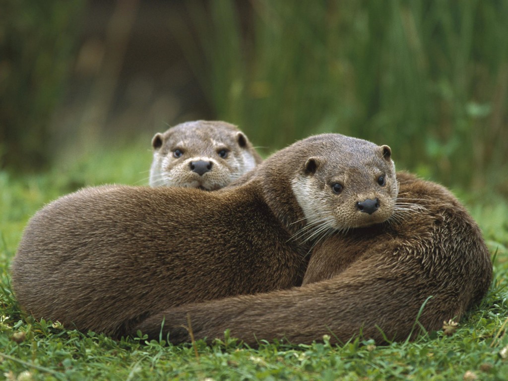 european-otter-wallpaper
