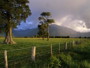 New Zealand mountain meadow with trees and dramatic clouds.