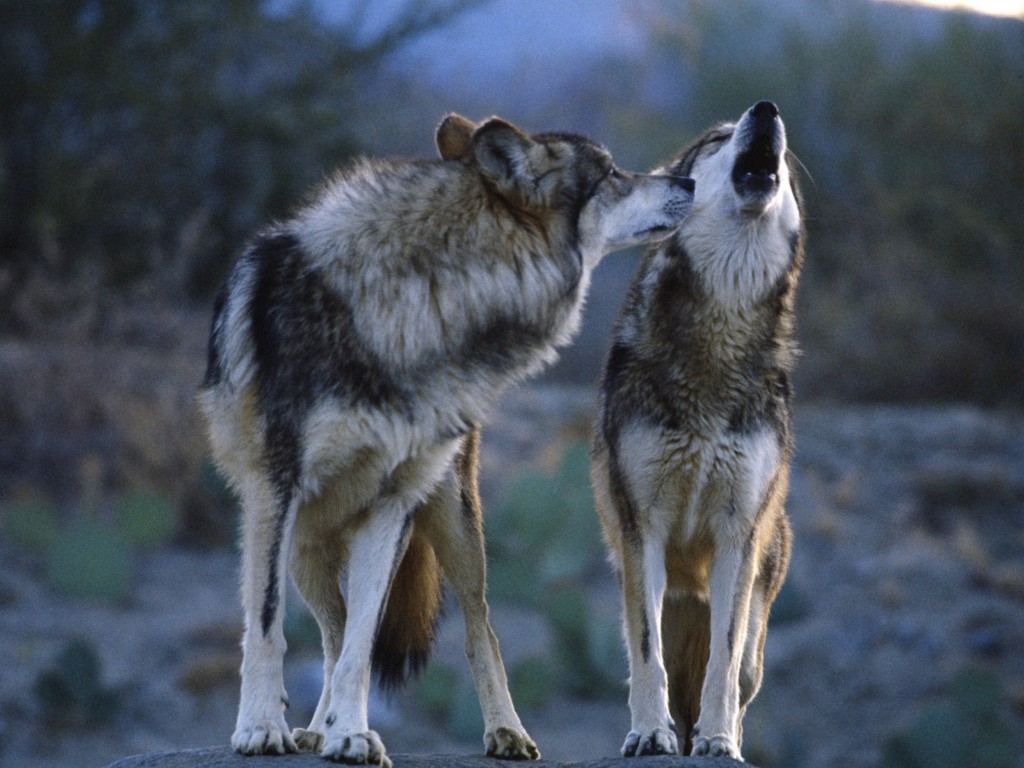 wolf-mates-wallpaper