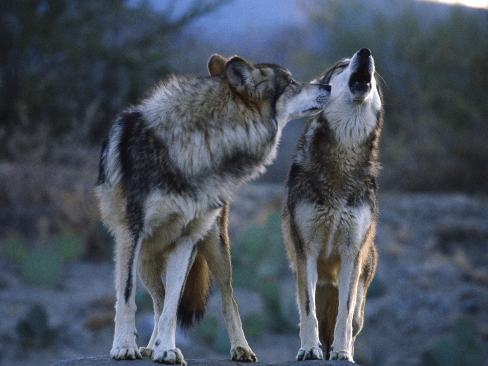 wolf-mates-wallpaper
