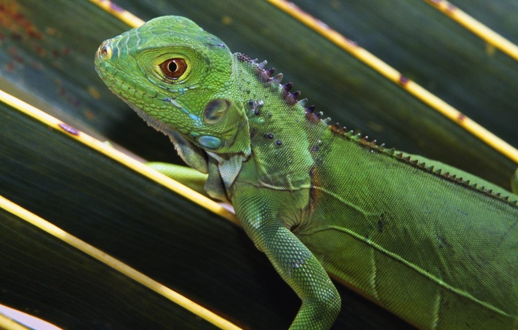 Baby Green Iguana Reptile Wallpaper