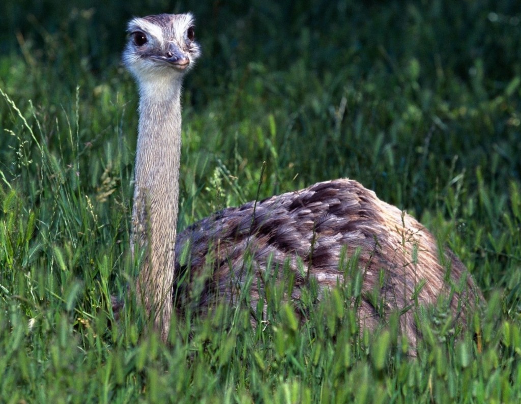 Baby Ostrich Wallpaper with cute young ostrich resting in green grass