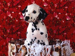 Cute Dalmatian Puppy Wallpaper