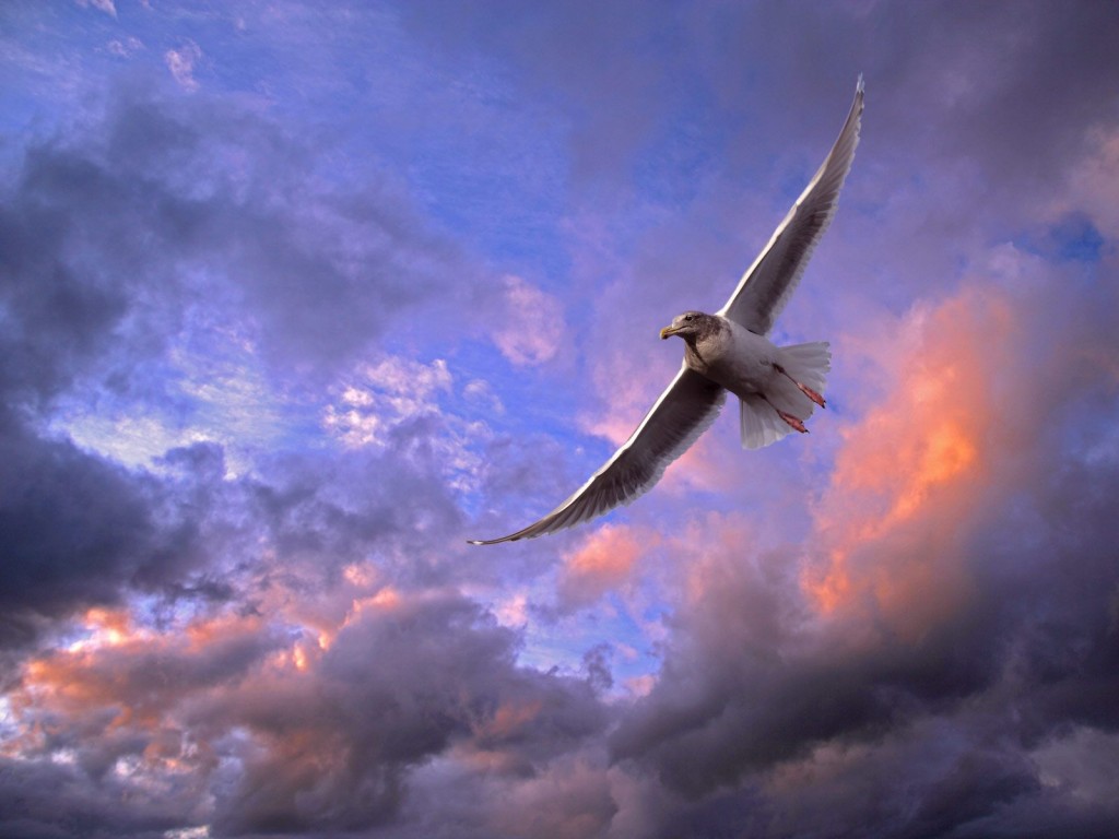 Soaring Gull Wallpaper showing a white gull flying through a dramatic cloudy sky