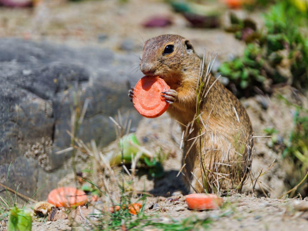 alpine-marmot-wallpaper