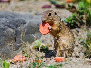 alpine-marmot-wallpaper