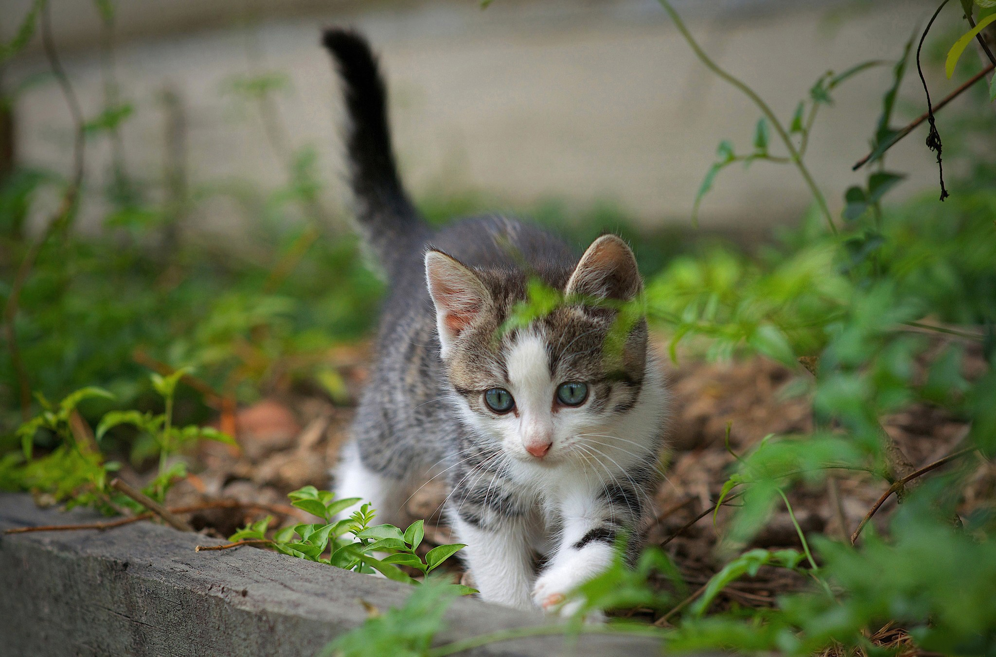 curious-kitten-wallpaper