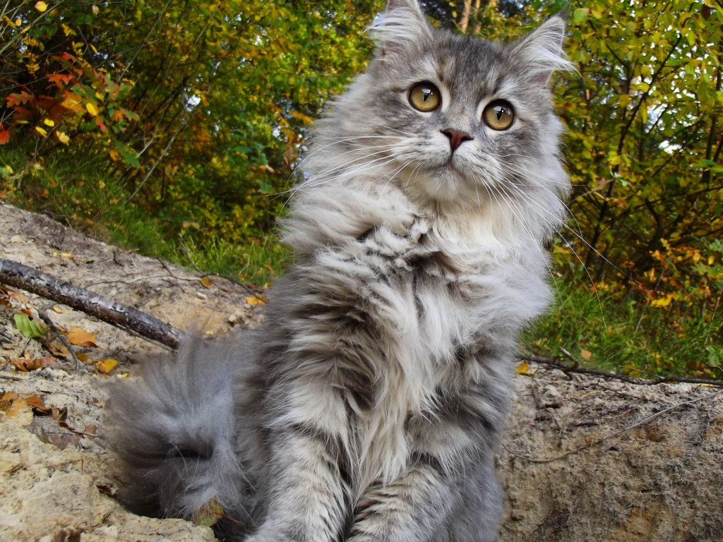 cute-maine-coon-cat-wallpaper