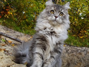 cute-maine-coon-cat-wallpaper