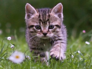 cute-tabby-kitten-wallpaper