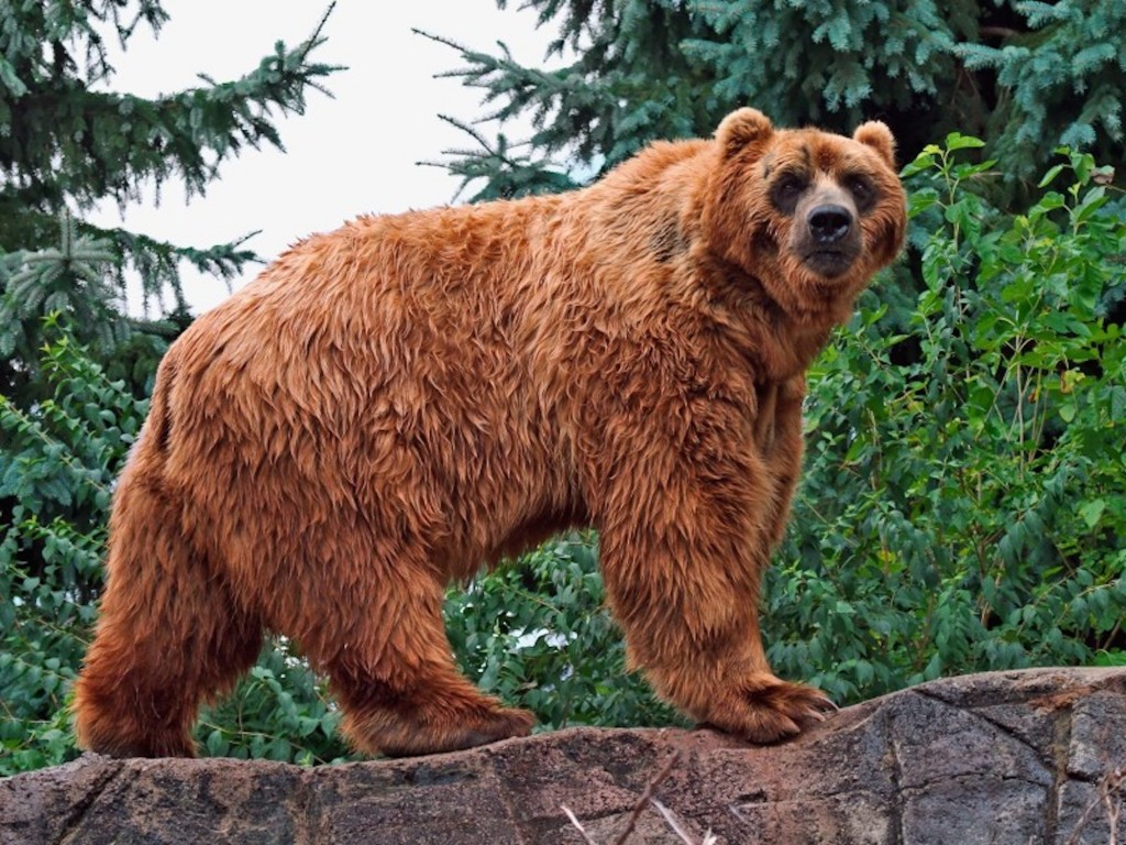 Kodiak Brown Bear Wallpaper shows a large, muscular brown bear standing on a rocky surface.