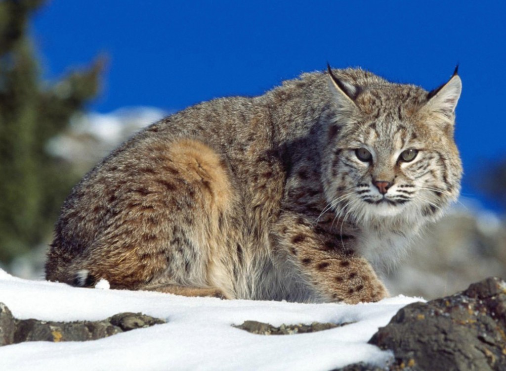 lynx-wild-cat-wallpaper
