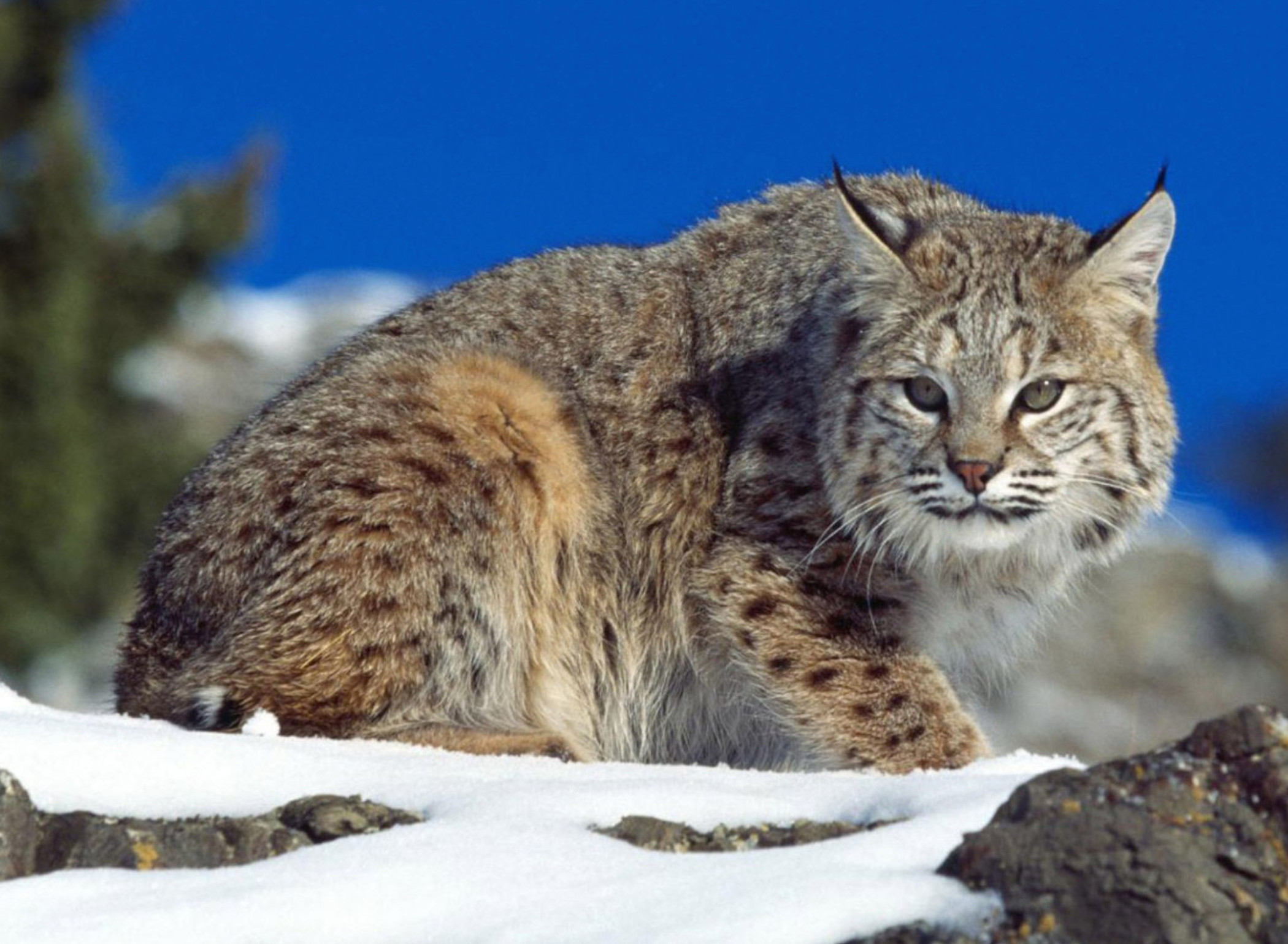 lynx-wild-cat-wallpaper