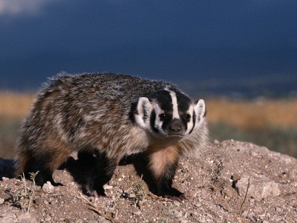 north-american-badger-mammal-wallpaper