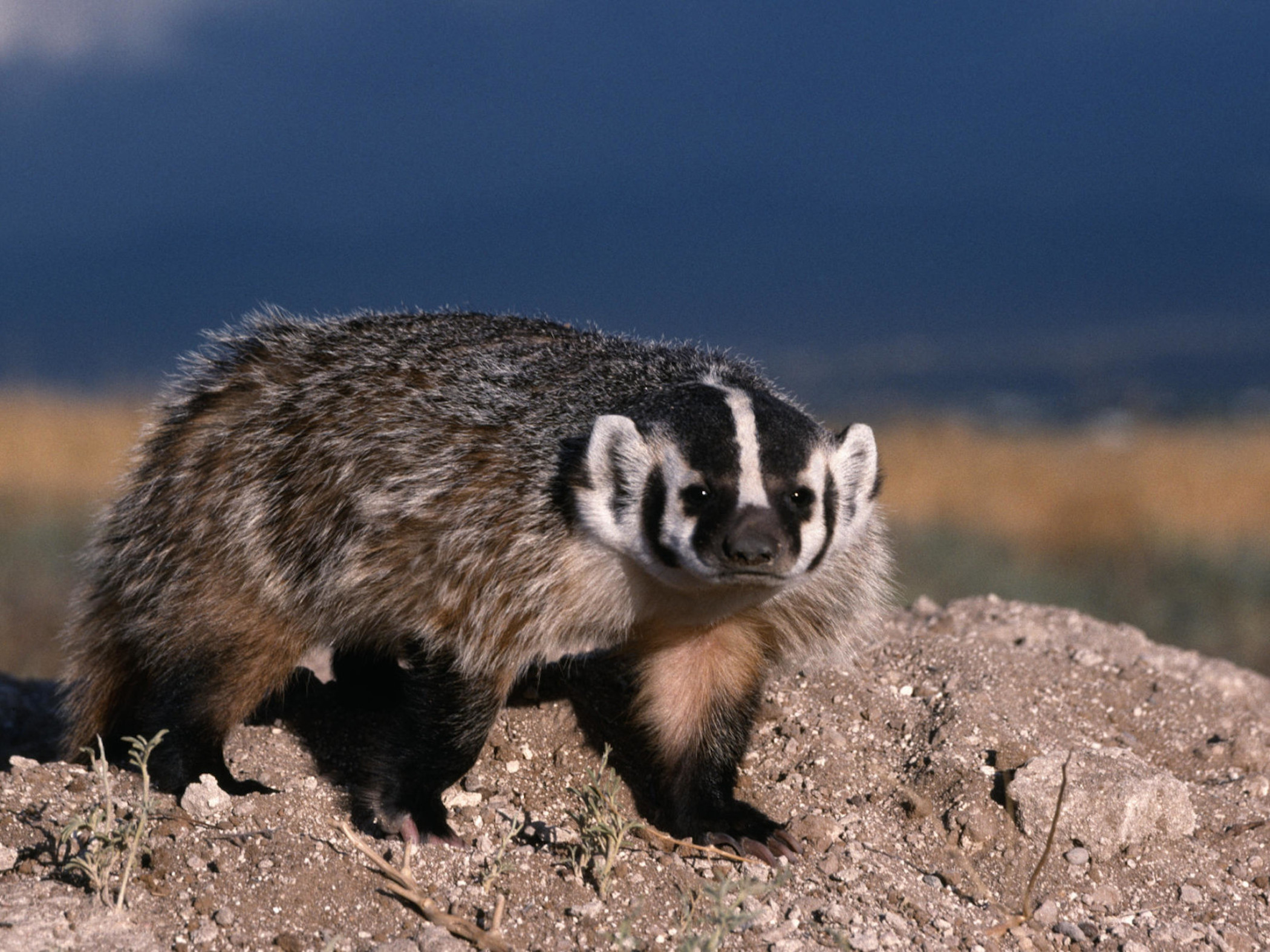 north-american-badger-mammal-wallpaper