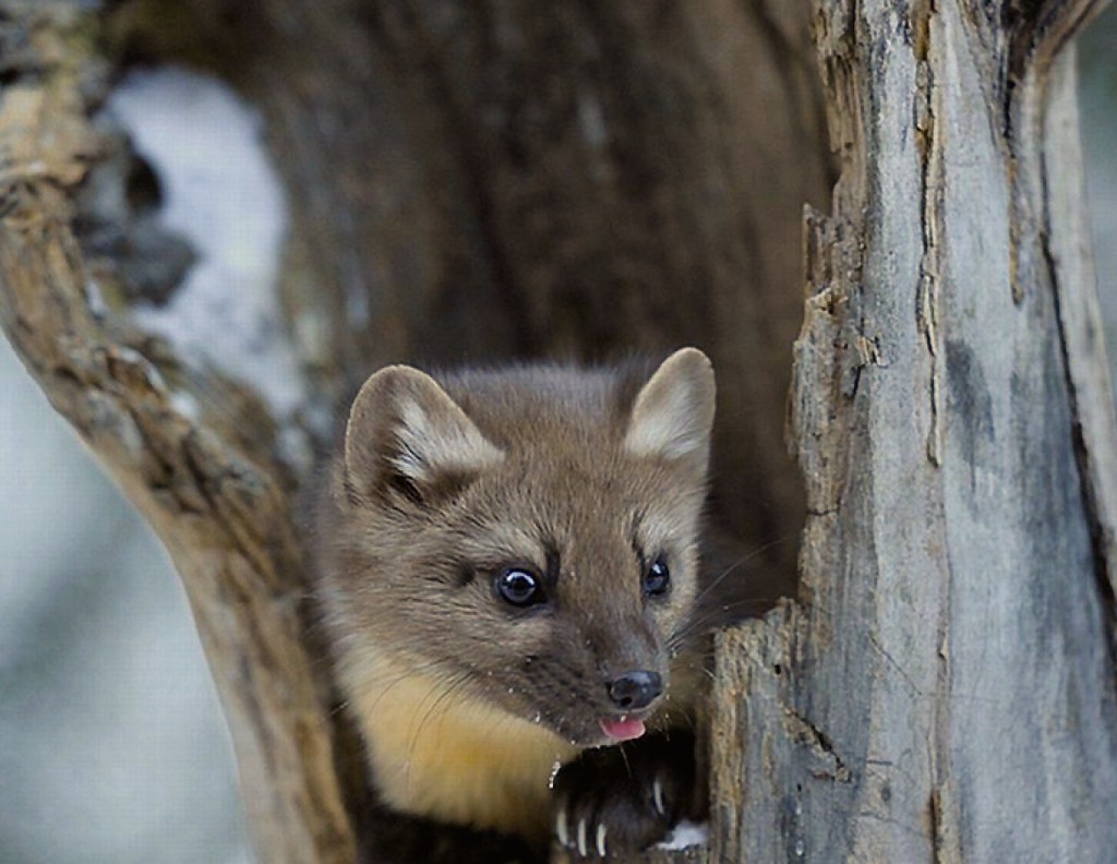 pine-marten-winter-wallpaper