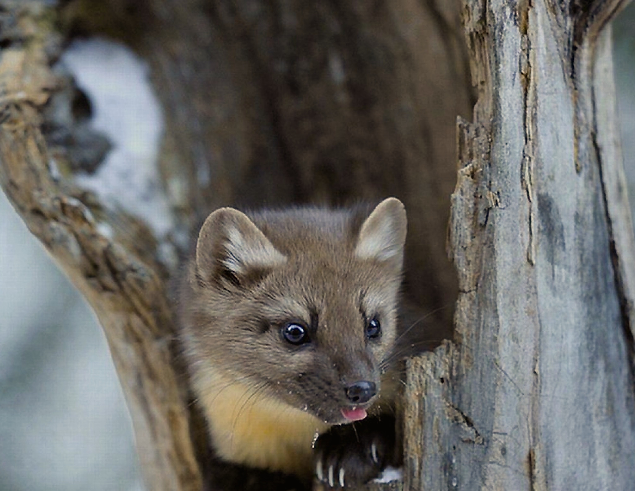 pine-marten-winter-wallpaper