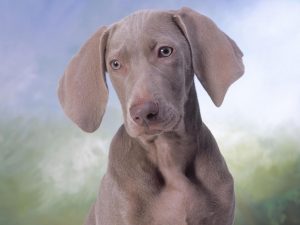 Silver Weimaraner Puppy Wallpaper