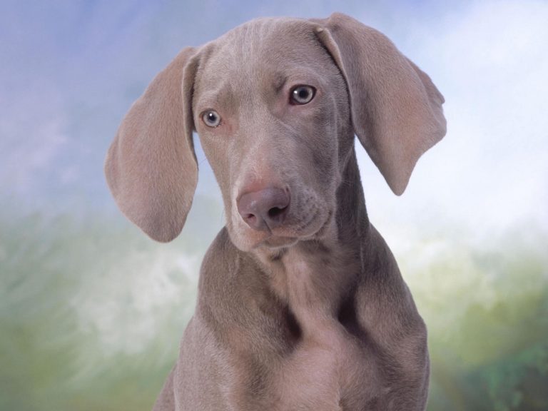 Silver Weimaraner Puppy Wallpaper
