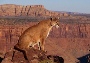 Cougar Canyon Vista Wallpaper