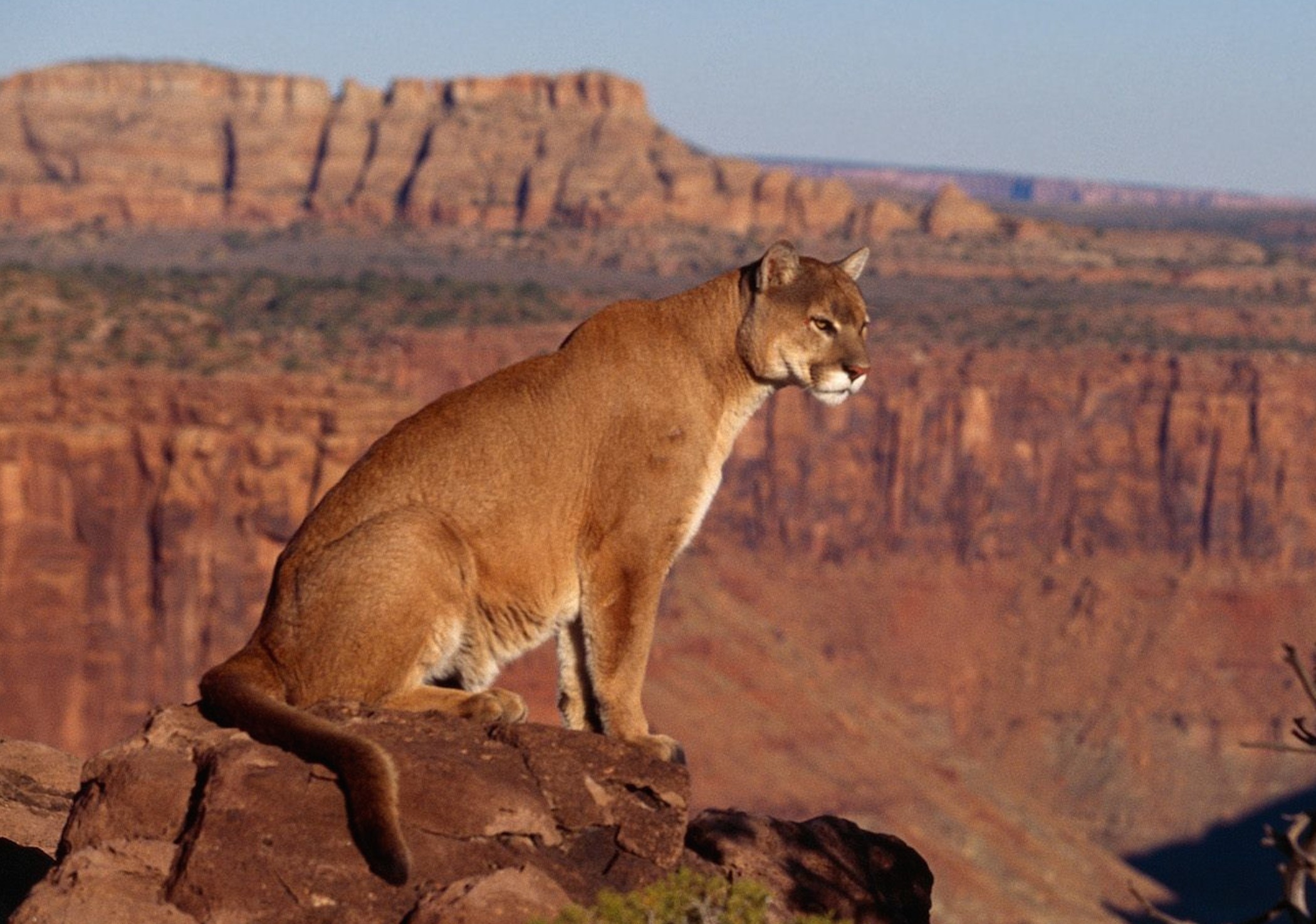 Cougar Canyon Vista Wallpaper