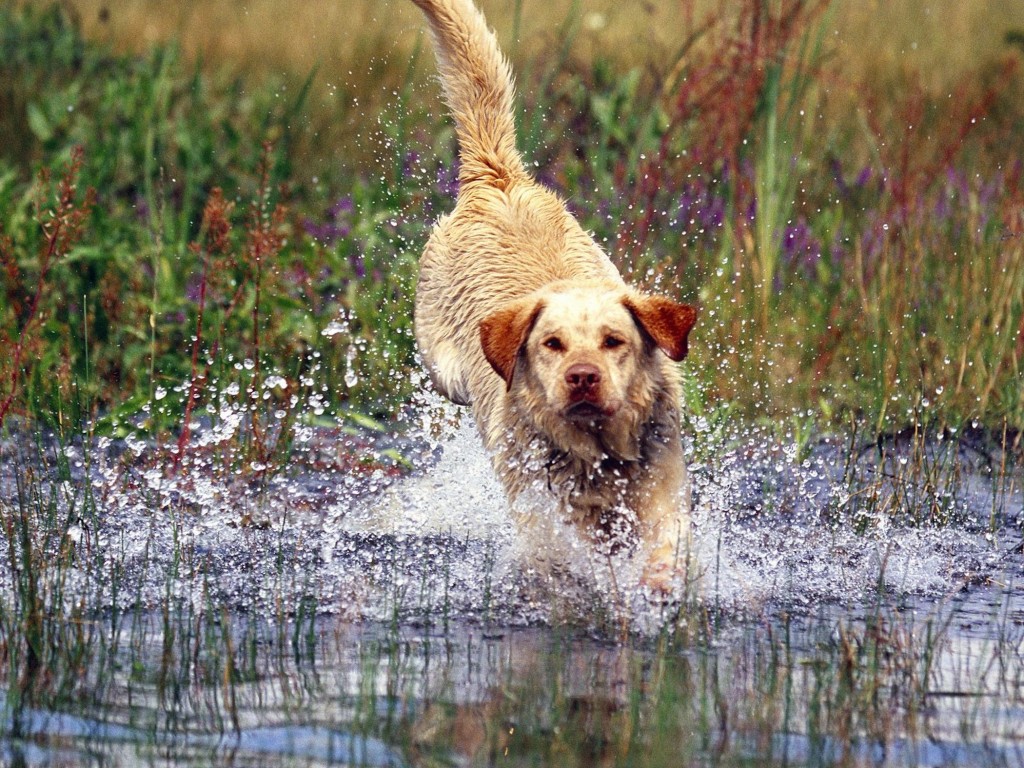 Yellow Labrador Wallpaper