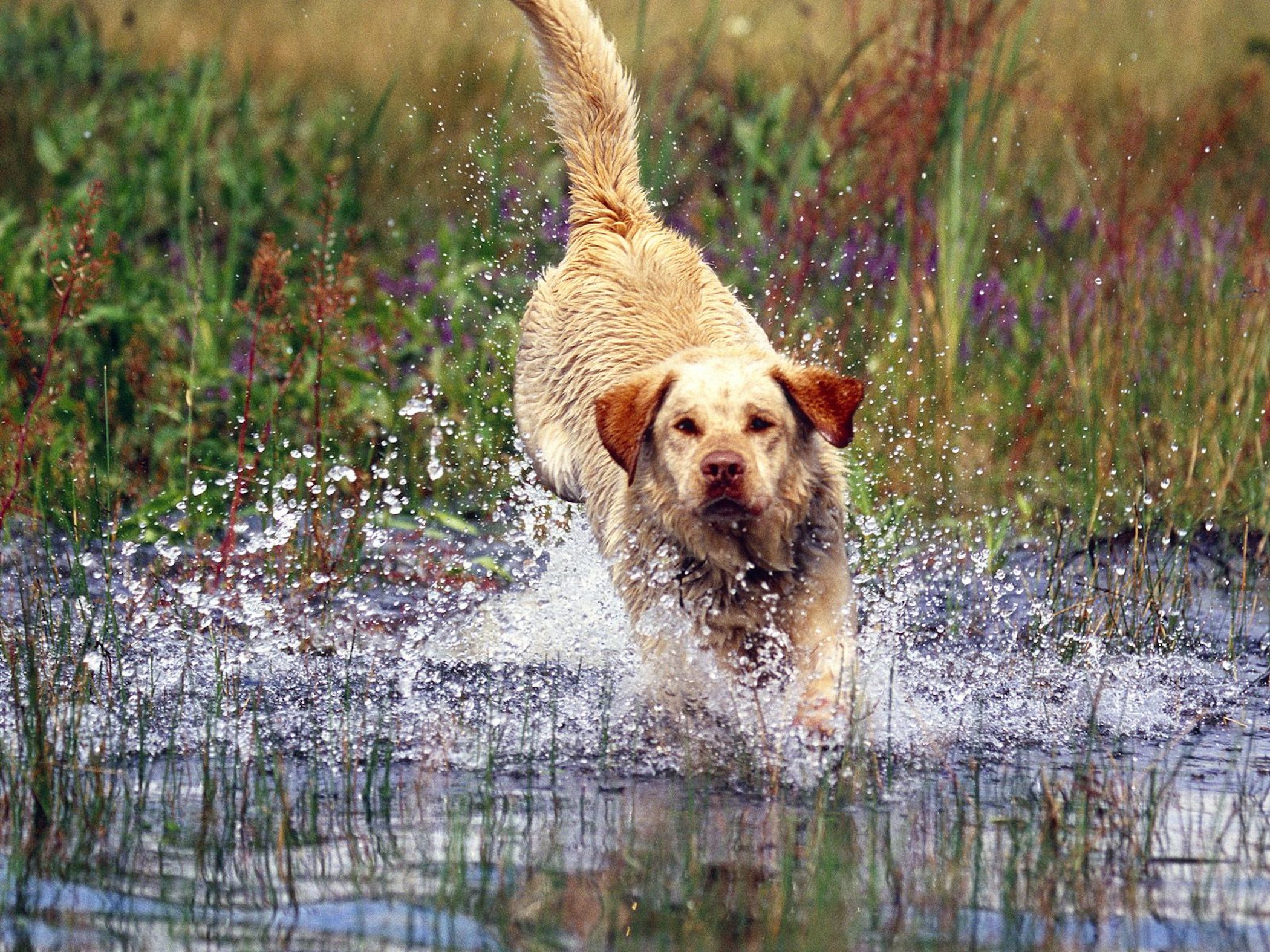Yellow Labrador Wallpaper