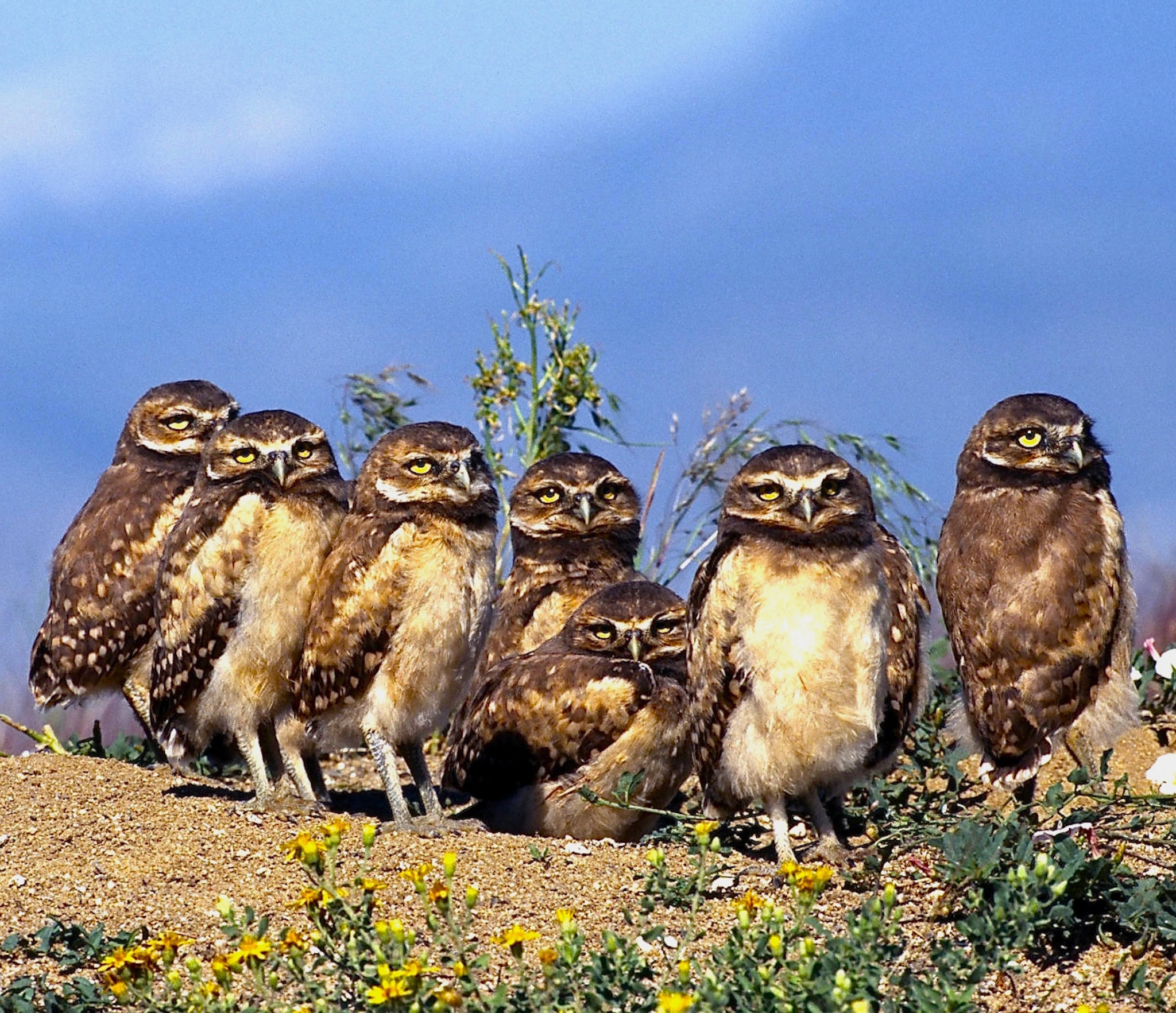 Burrowing Owls Wallpaper showing a group of curious owls near their burrow