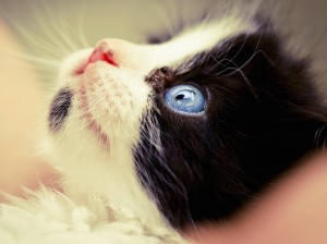 cat staring up wallpaper — close-up of tuxedo cat face tilted back with striking blue eye looking upward against warm neutral background