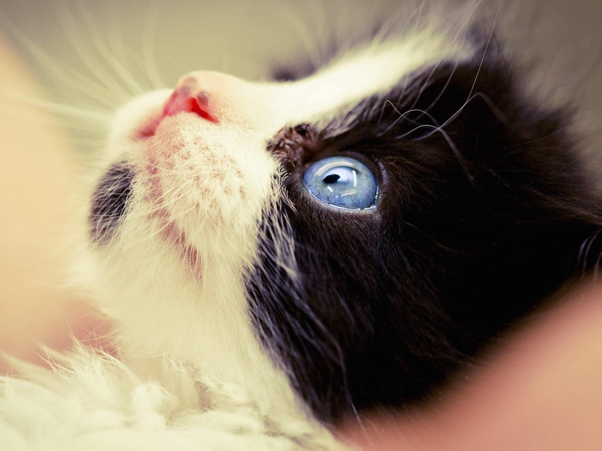 cat staring up wallpaper — close-up of tuxedo cat face tilted back with striking blue eye looking upward against warm neutral background