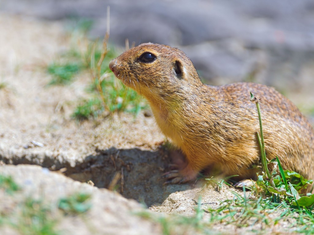 gopher-animal-wallpaper