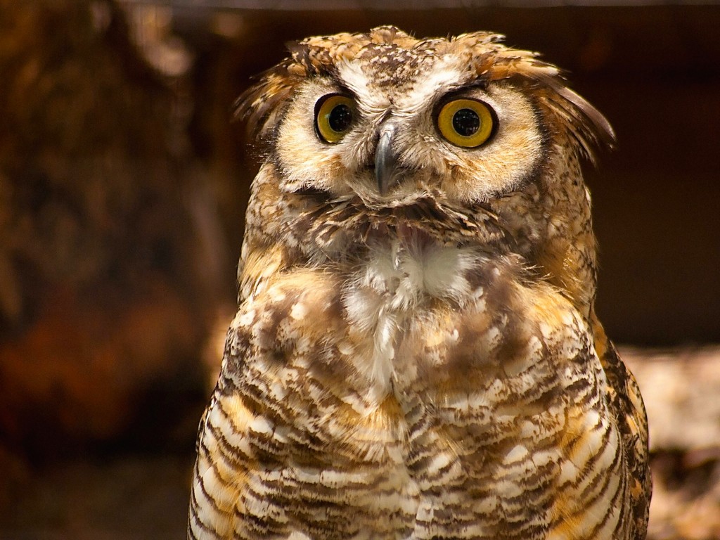 Great Horned Owl Wallpaper with bright golden eyes and detailed brown feathers