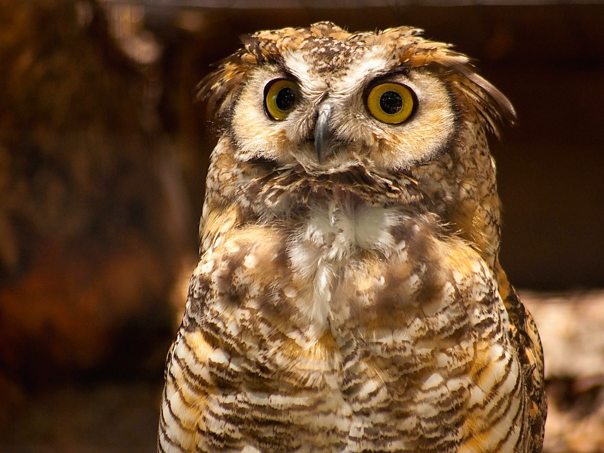 Great Horned Owl Wallpaper with bright golden eyes and detailed brown feathers
