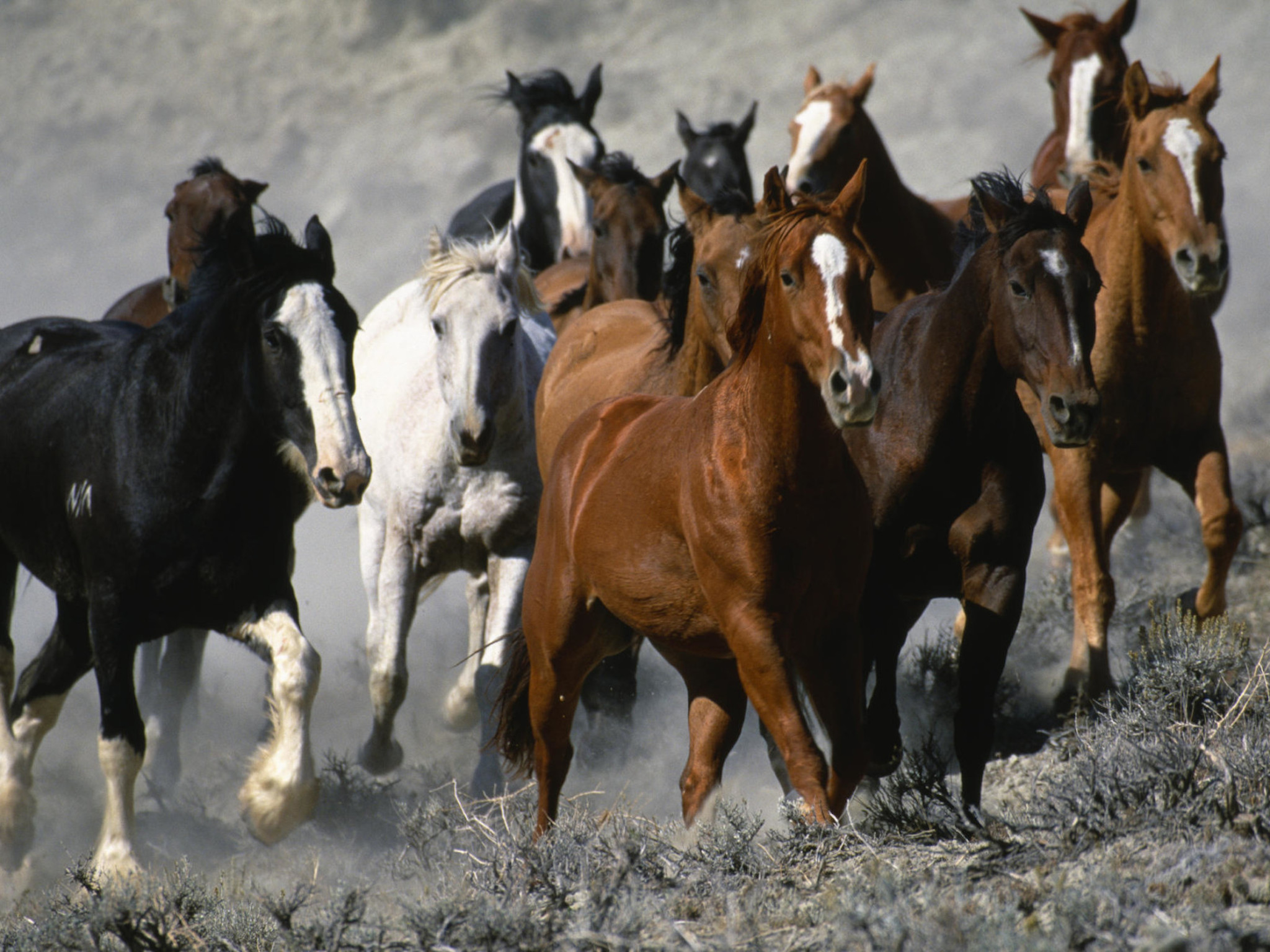 horse-stampede-wallpaper