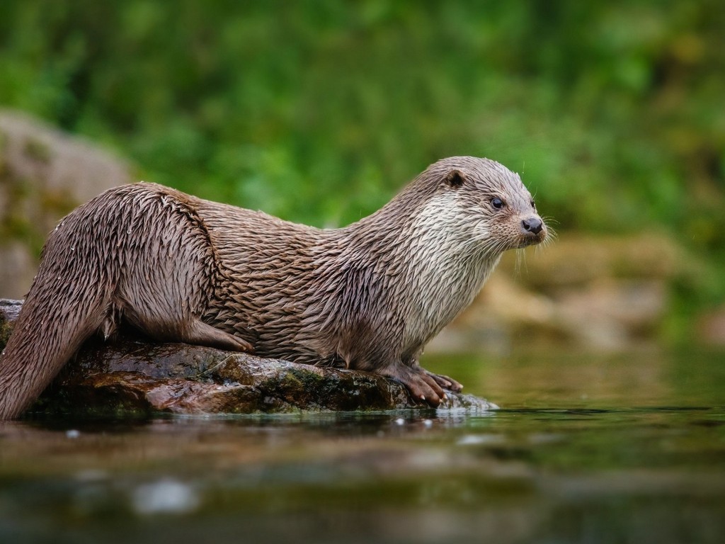 north-american-river-otter-wallpaper