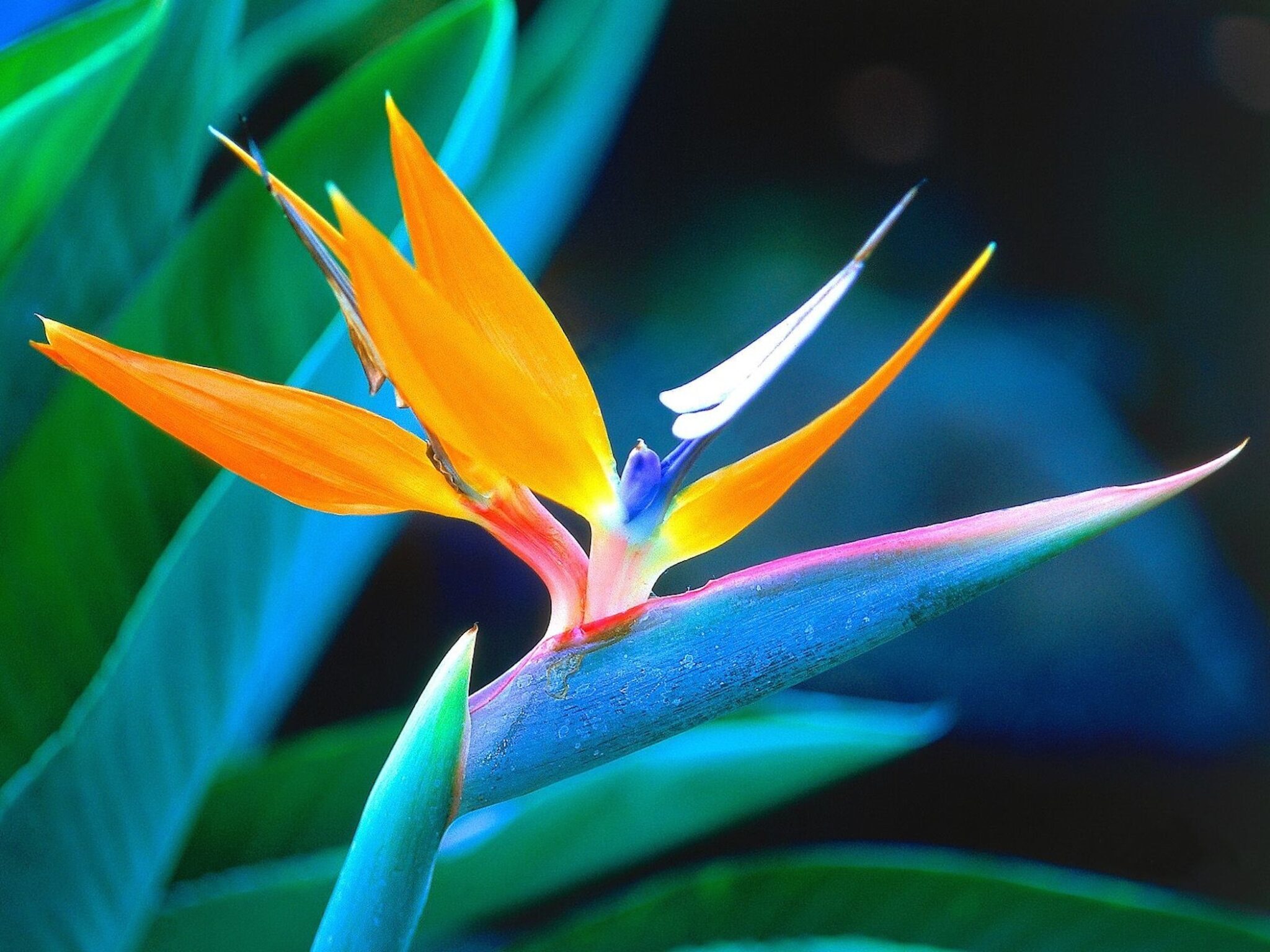 Bird of Paradise Wallpaper