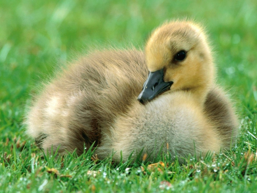 Canadian Gosling Wallpaper with fluffy young goose resting in green grass