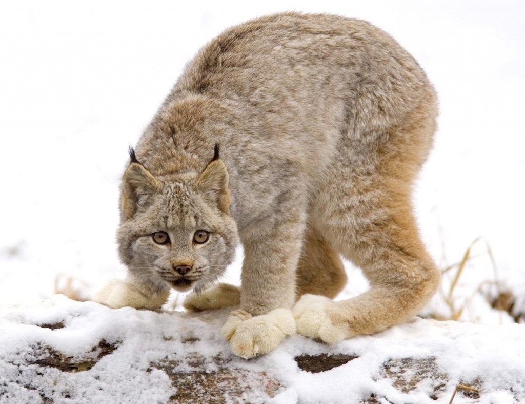 Canadian Lynx Wallpaper