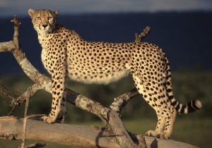 Cheetah Kenya Wallpaper