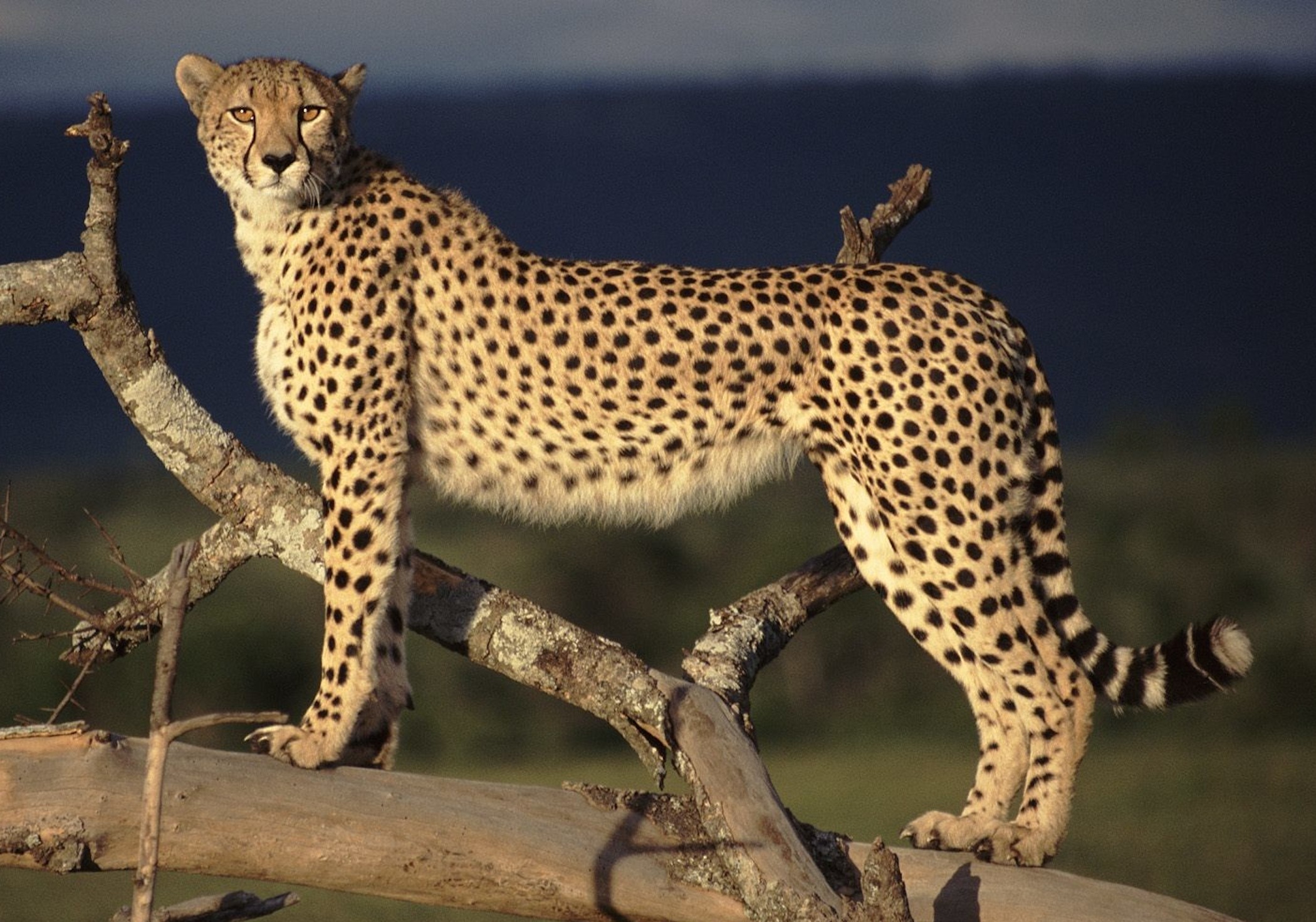 Cheetah Kenya Wallpaper