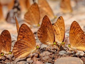 Gold Butterflies HD Wallpaper
