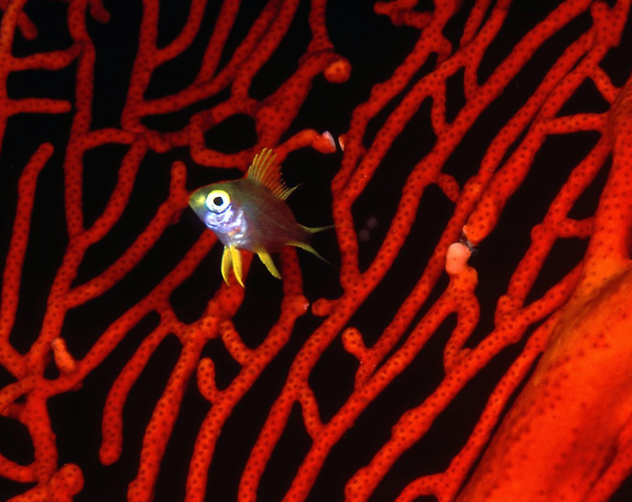 Lemon Damselfish Wallpaper