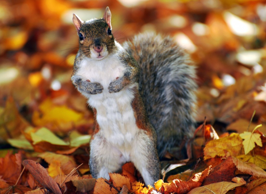 autumn-squirrel-wallpaper